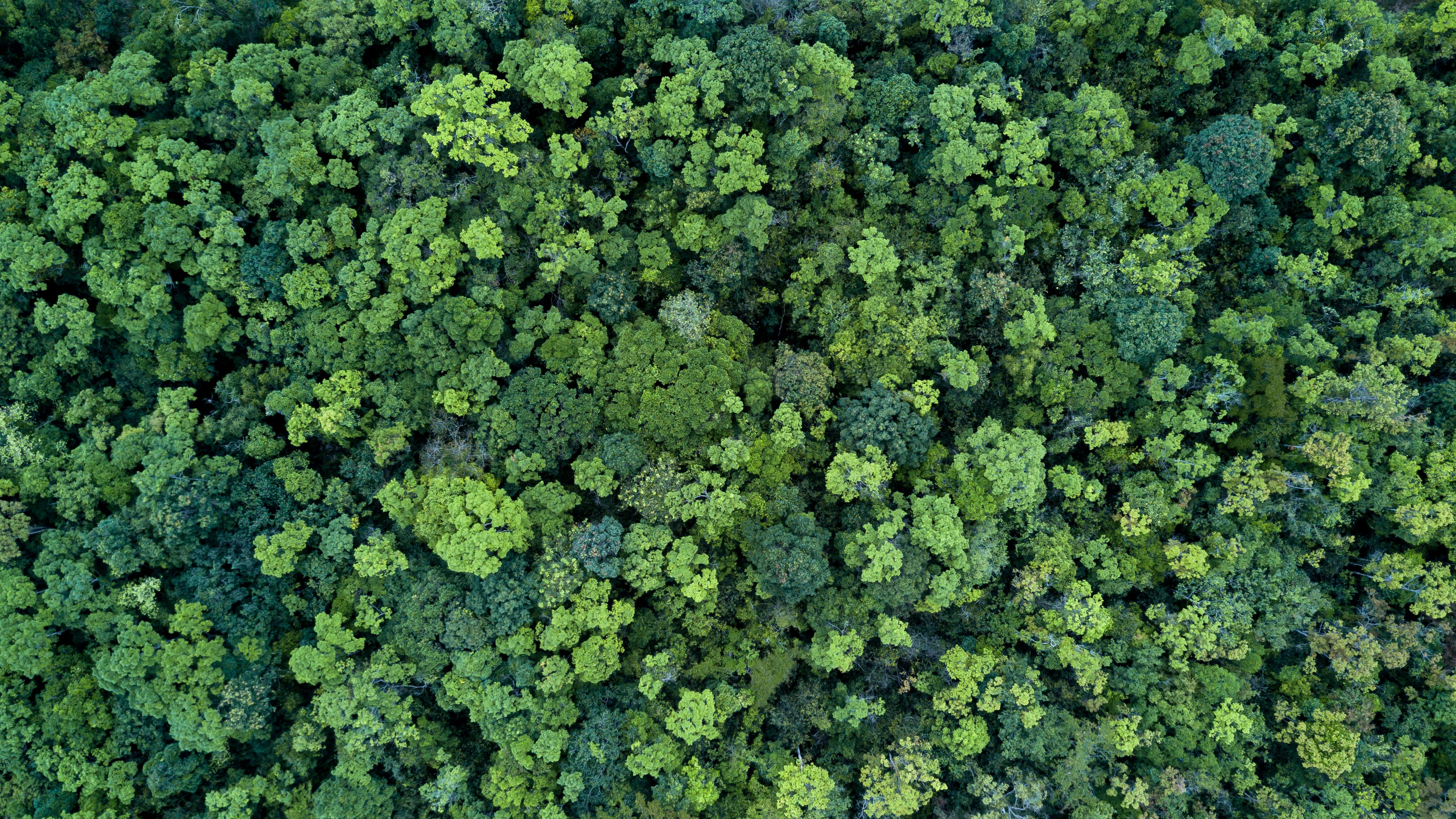 Aerial view of treetops.